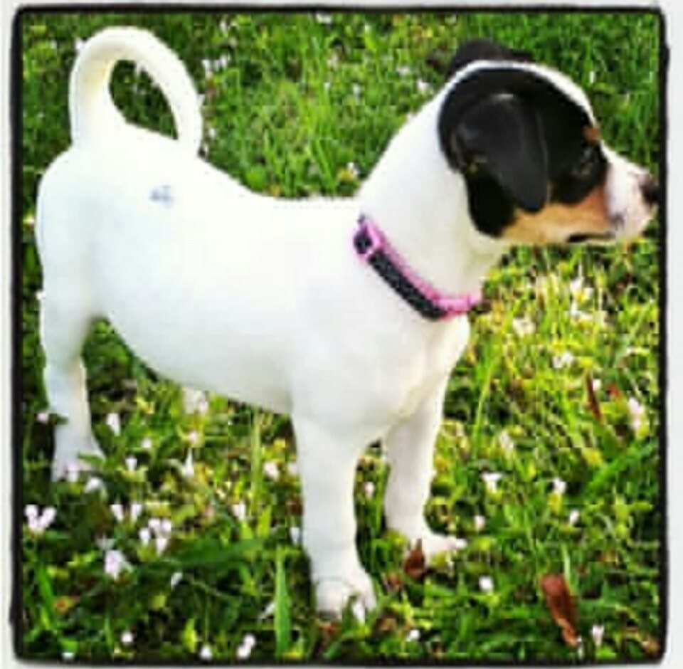 This Is My Dog Bell That I Used To Have