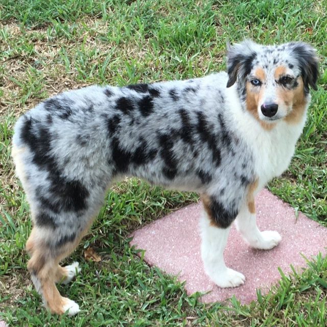 Sweet Skye