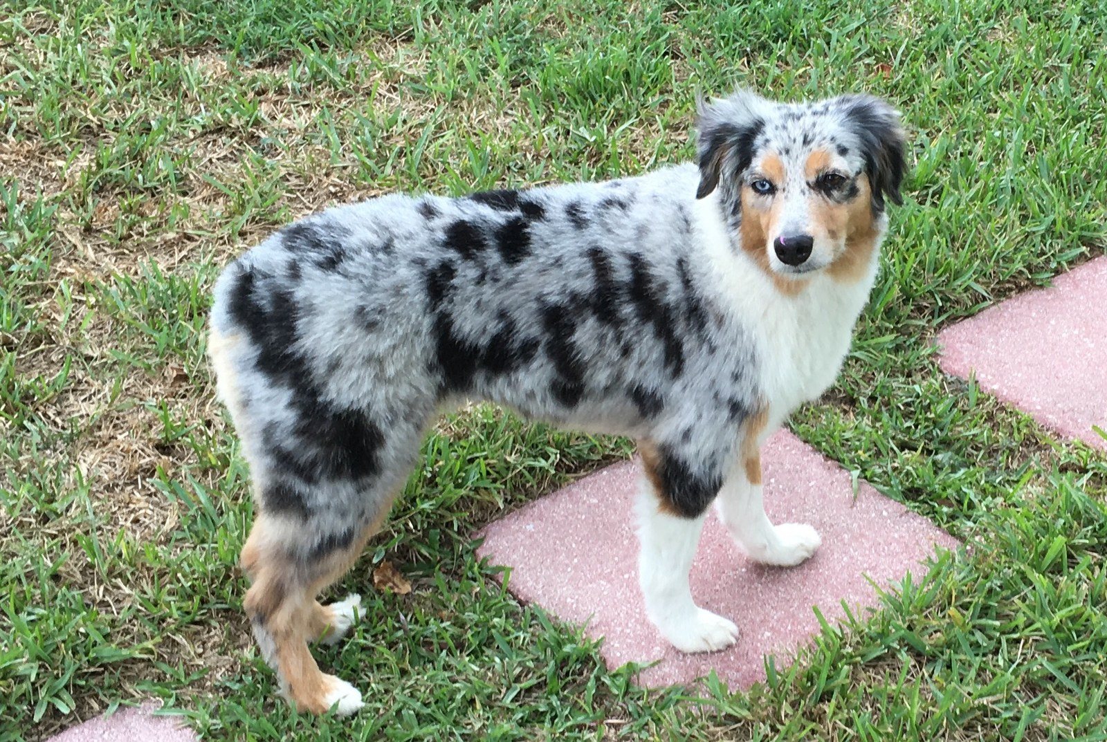 Sweet Skye