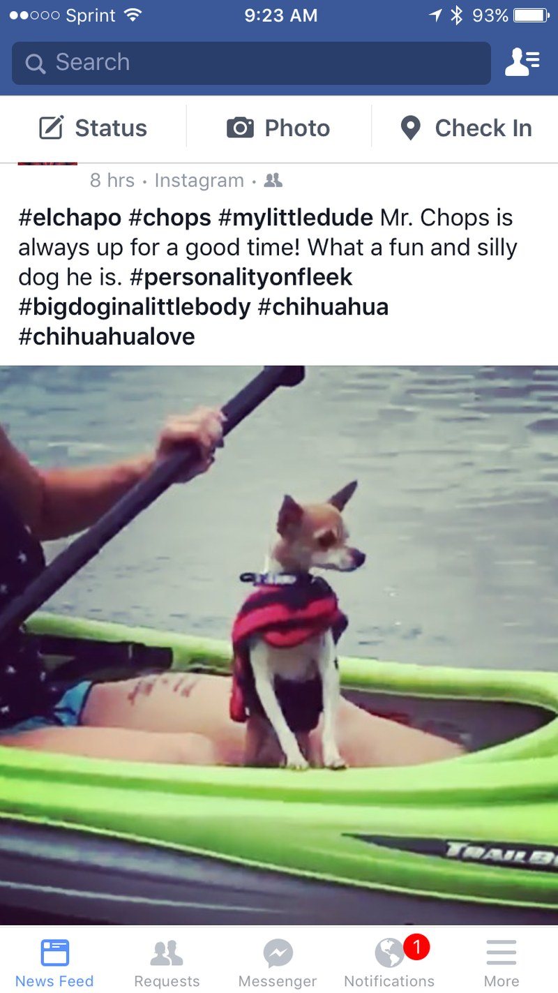 My Grand Puppy ⛵️