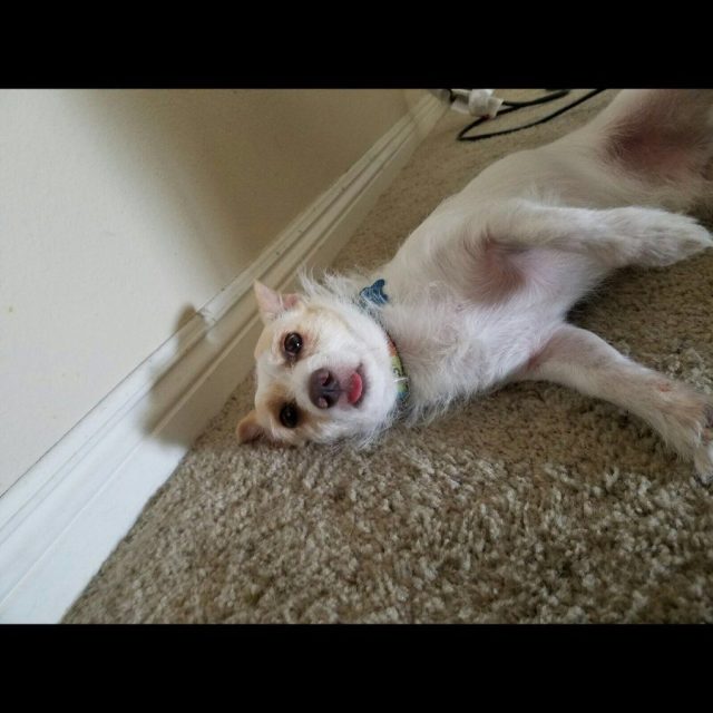 If I Keep Still And Let My Tongue Hang Out Then Maybe She'll Put The A/c On!