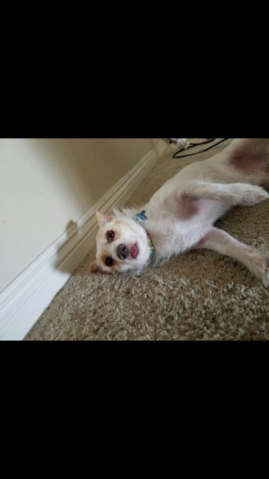 If I Keep Still And Let My Tongue Hang Out Then Maybe She'll Put The A/c On!