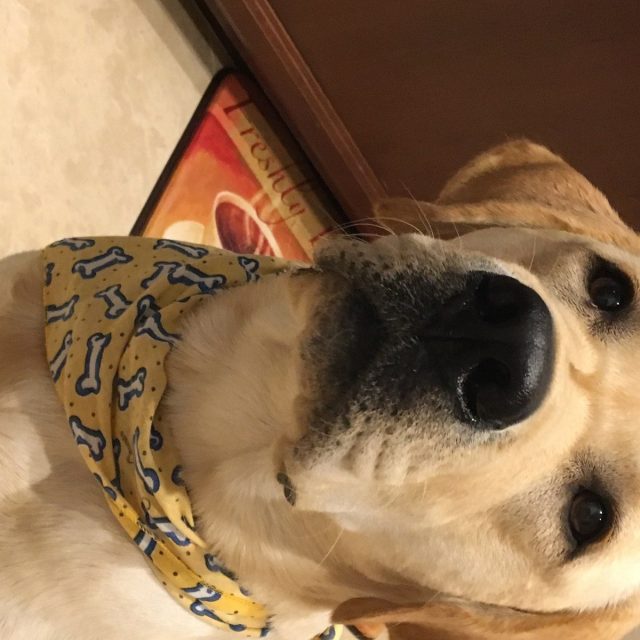 Angus