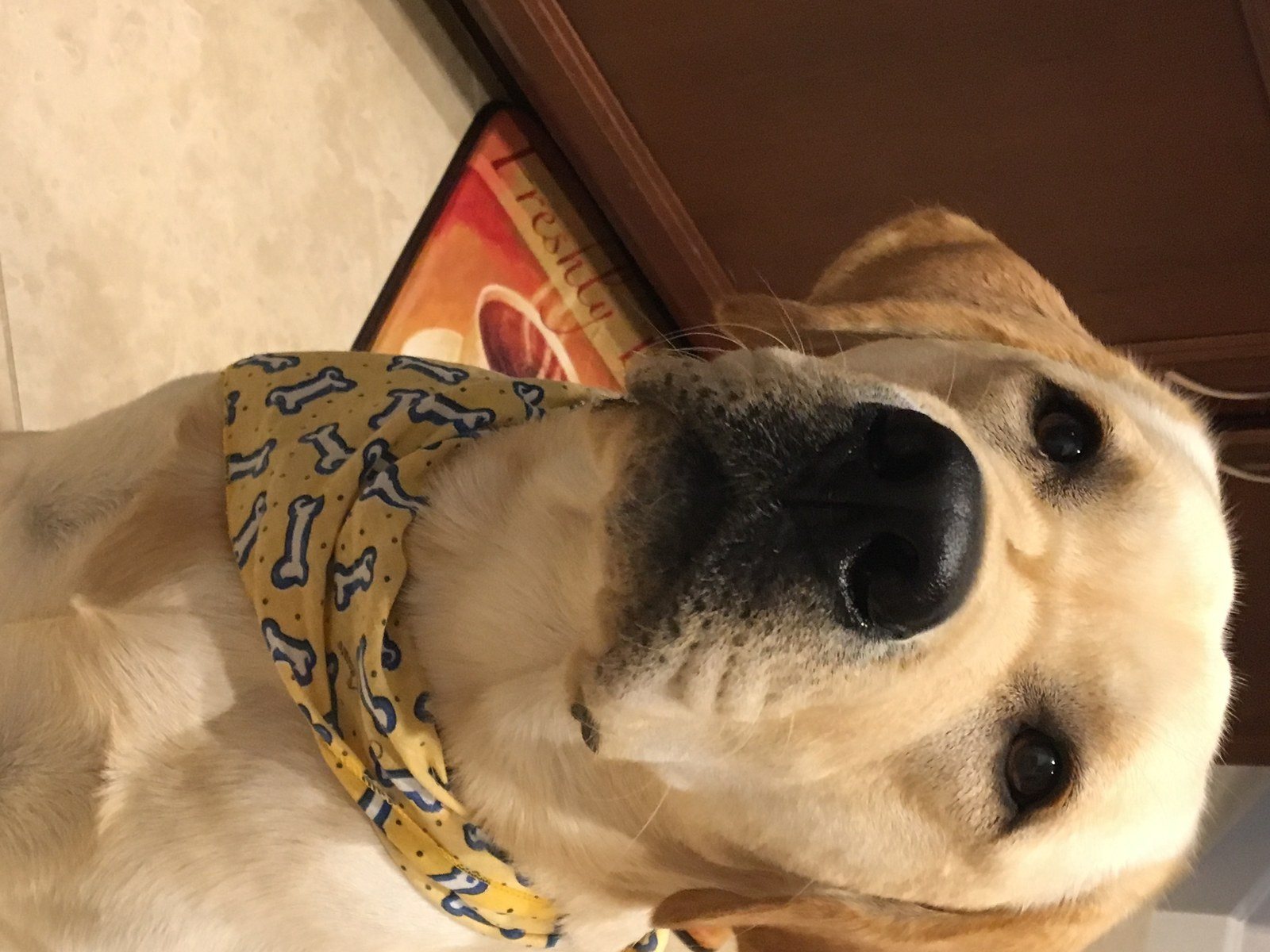 Angus