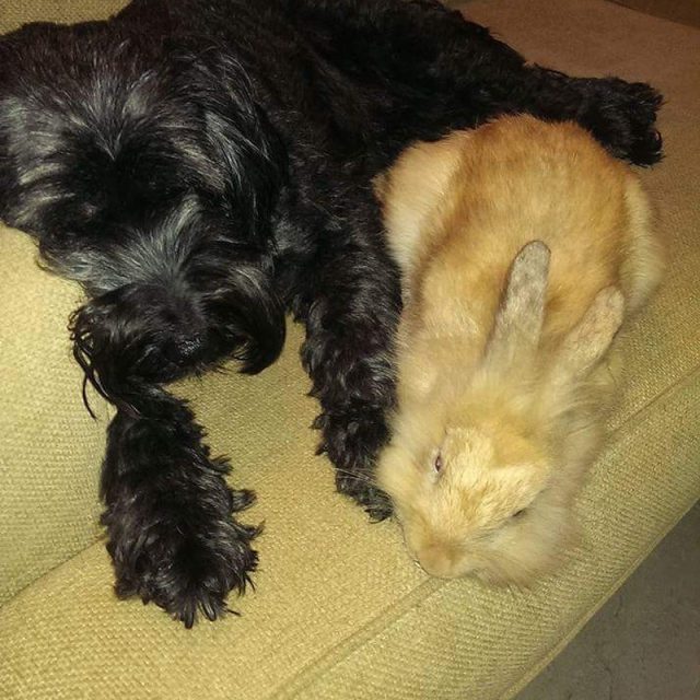 Dogs Best Friend