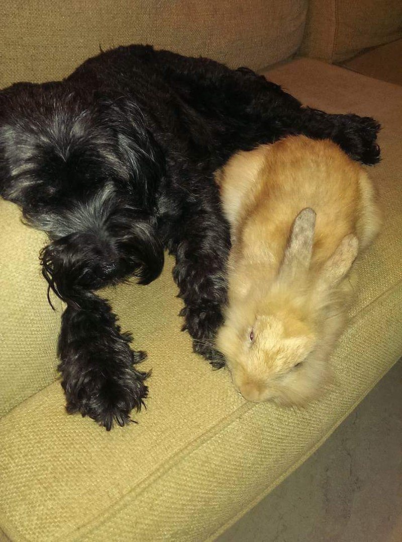 Dogs Best Friend