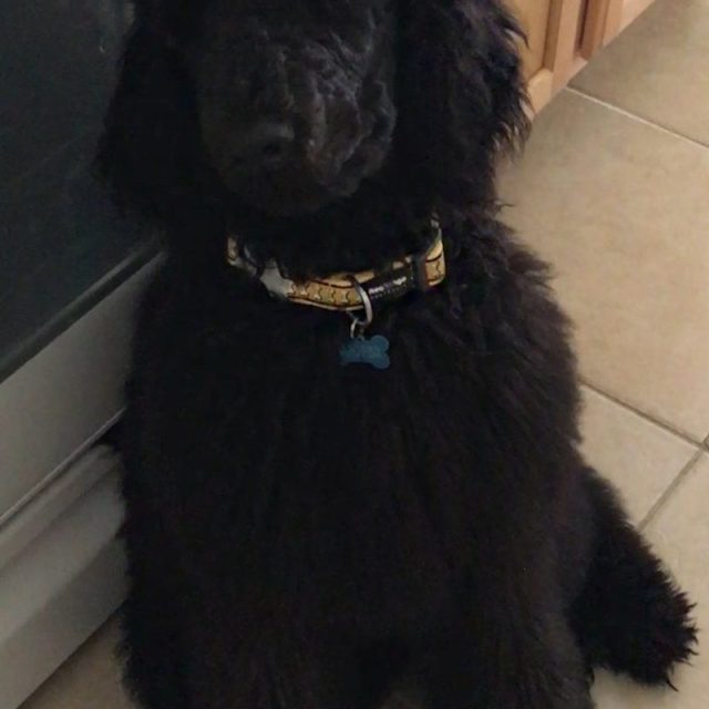 Cuteness At Its Best!