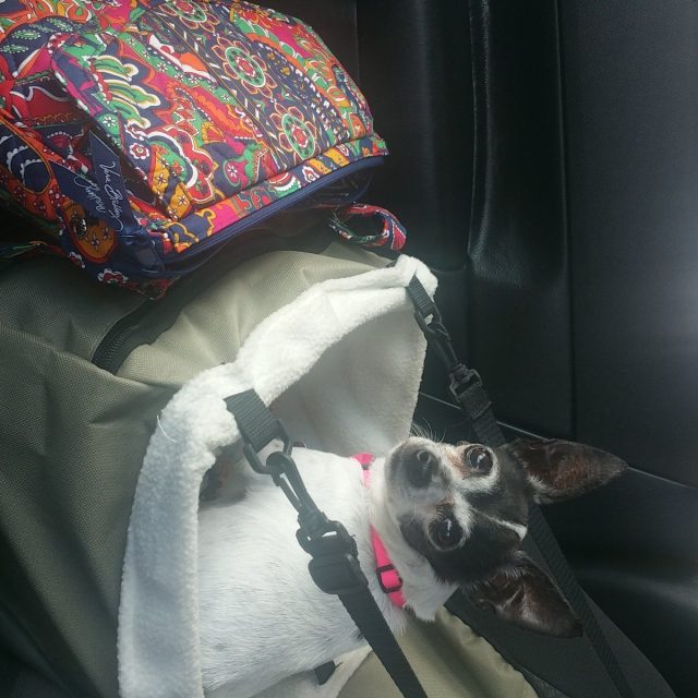 Celeste On The Go