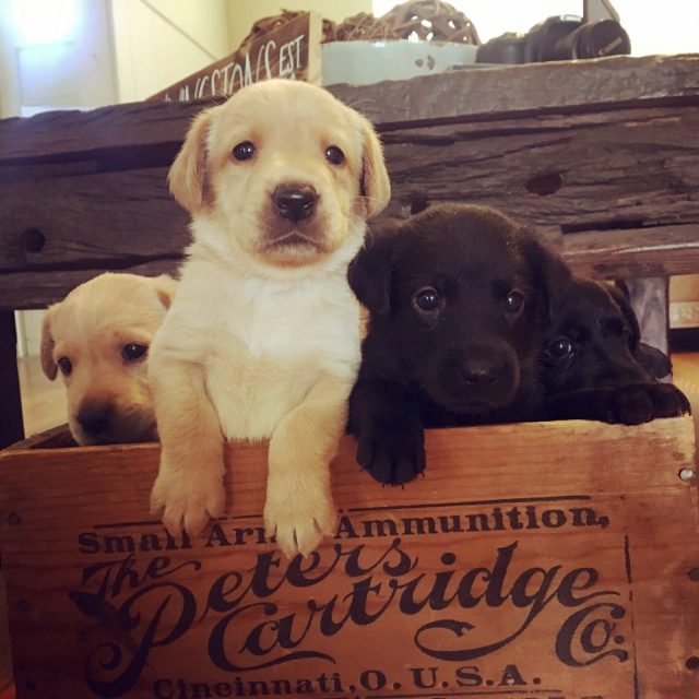 Cuteness In A Box