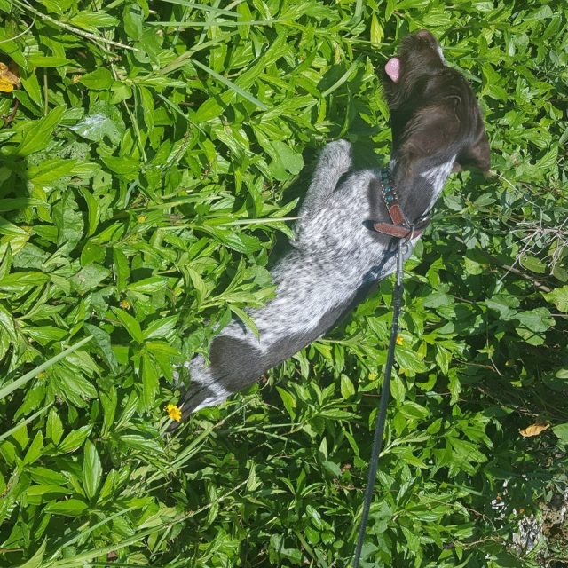 Butterfly Hunting At Riverside. Boone Loves To Run And Play.