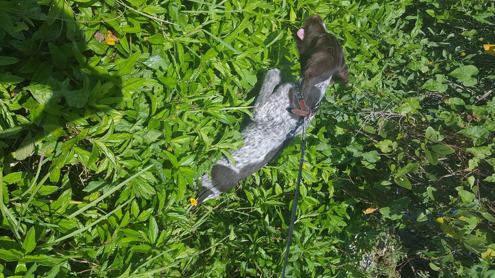 Butterfly Hunting At Riverside. Boone Loves To Run And Play.