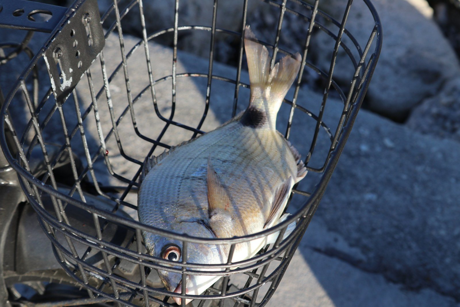 Fish In A Basket