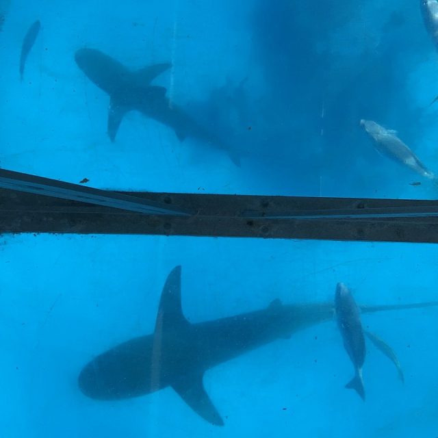 Gone Sharknado Day!