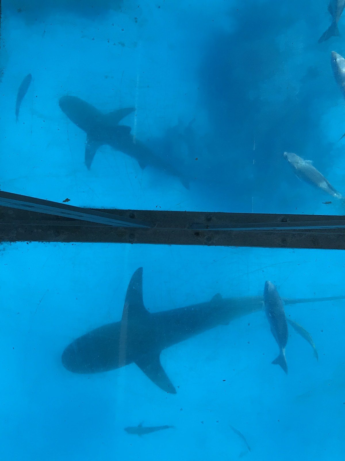 Gone Sharknado Day!