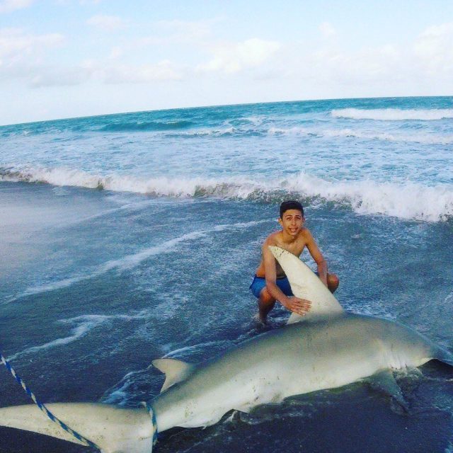 HammerHead Shark