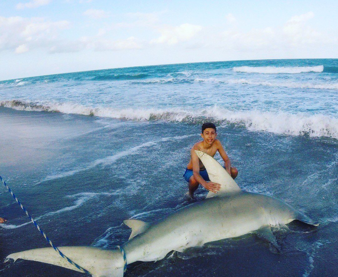 HammerHead Shark