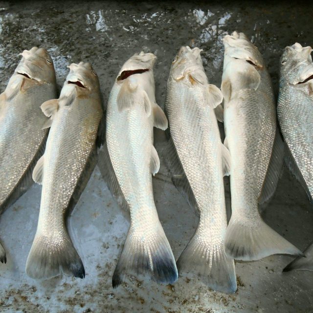 It's A Six Fish Day!