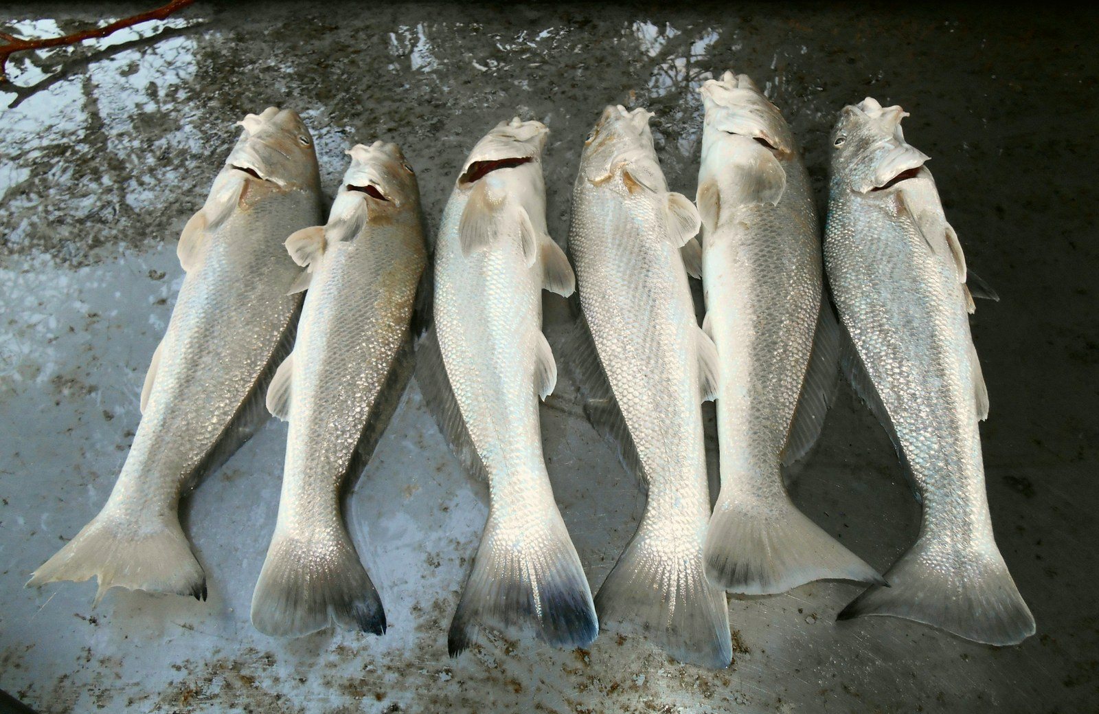 It's A Six Fish Day!