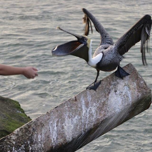 Catch It If You Can!