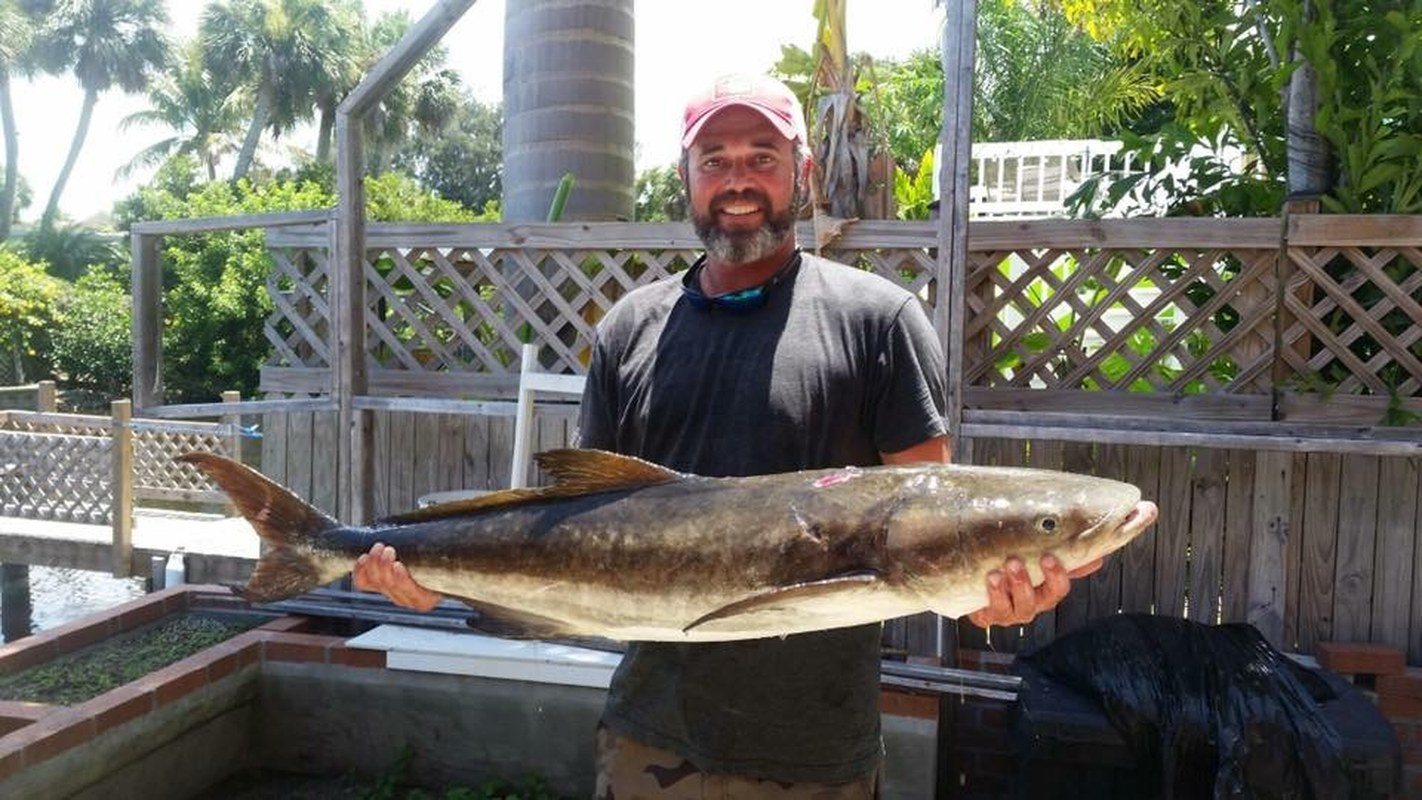 Cobia Grillin