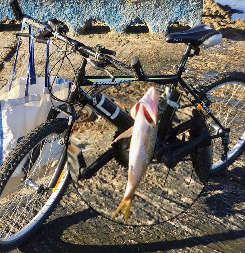 Bringing Home Fish