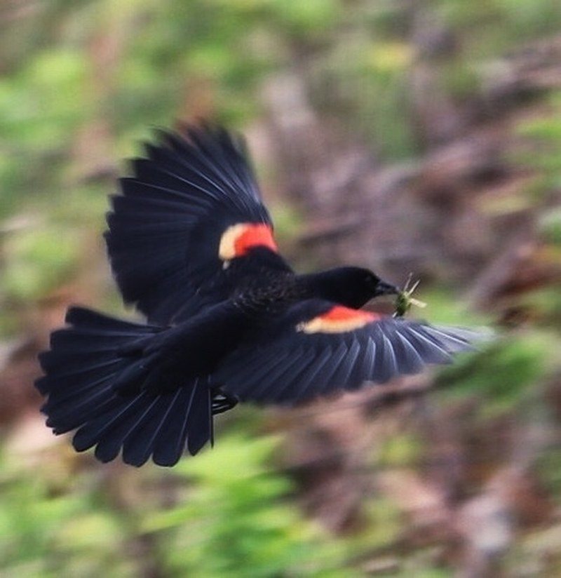 Small Lunch In Flight