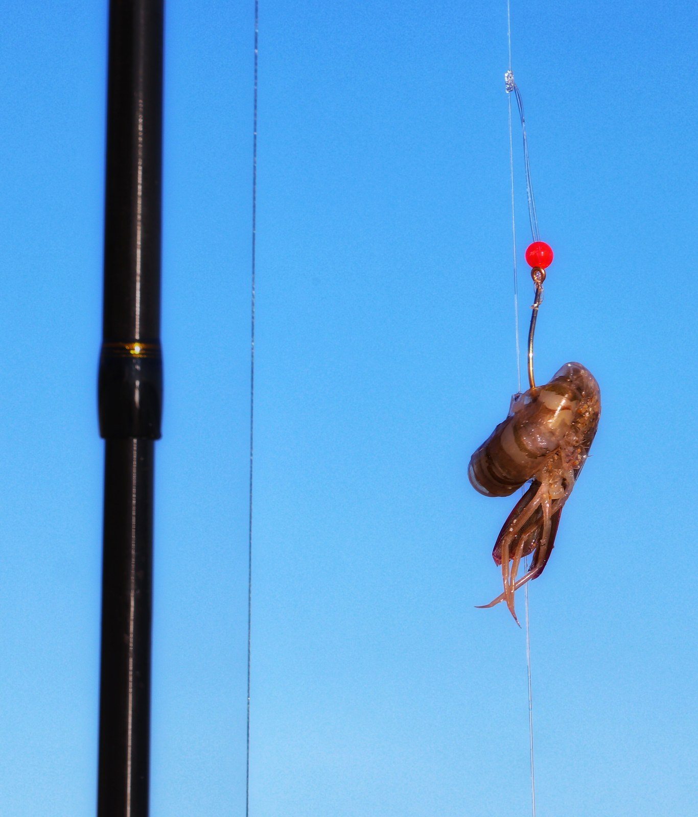 Where Is My Catch?