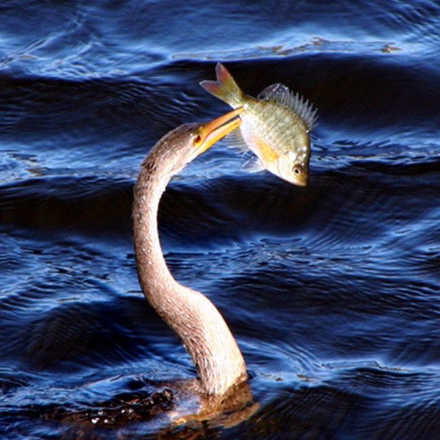 Nice Catch!