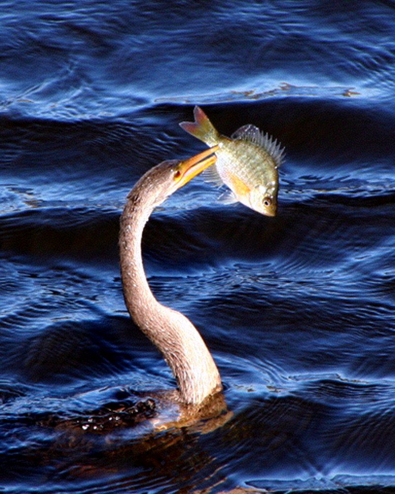 Nice Catch!