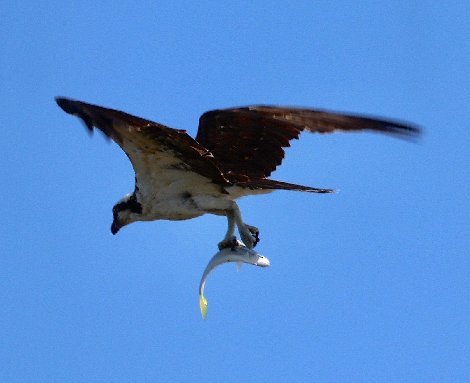 Osprey Fisherman