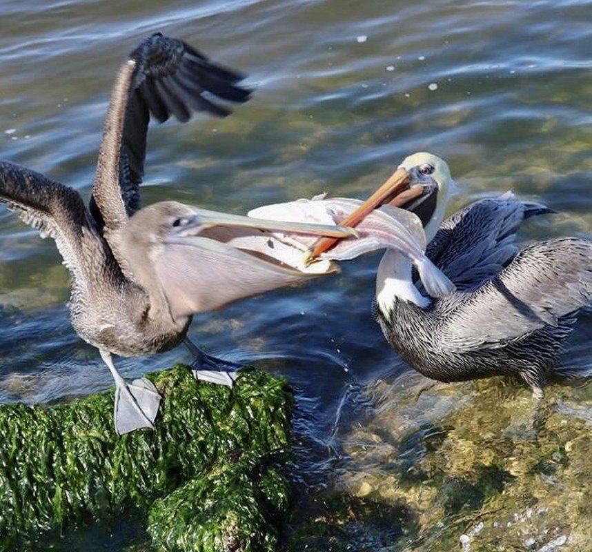 Your Fish! My Fish!