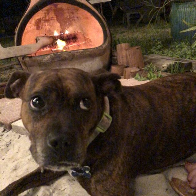 Puppy Selfie By The Fire