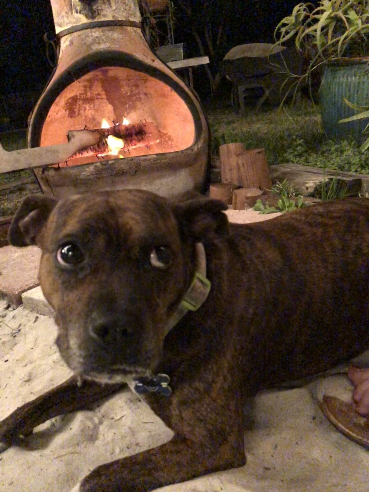 Puppy Selfie By The Fire