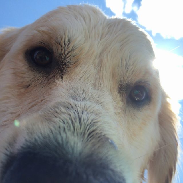 Doggie Selfie