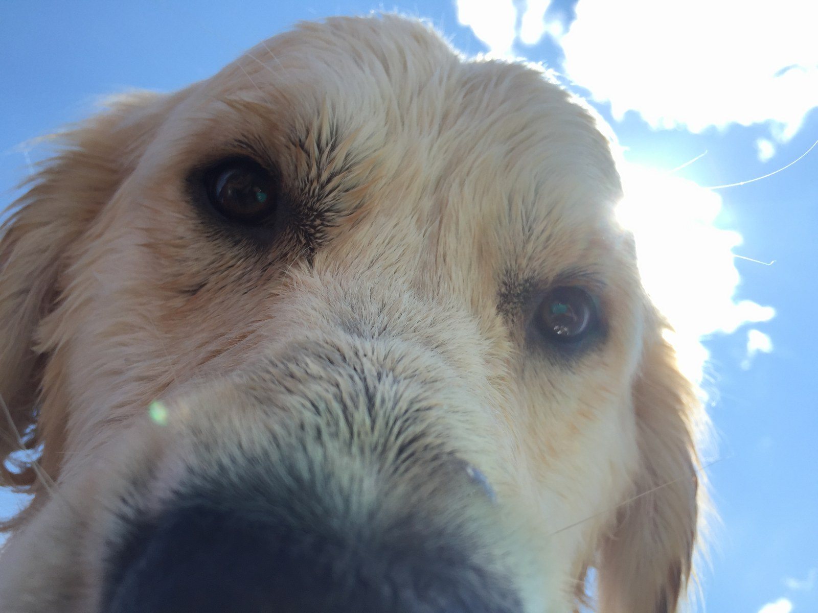Doggie Selfie