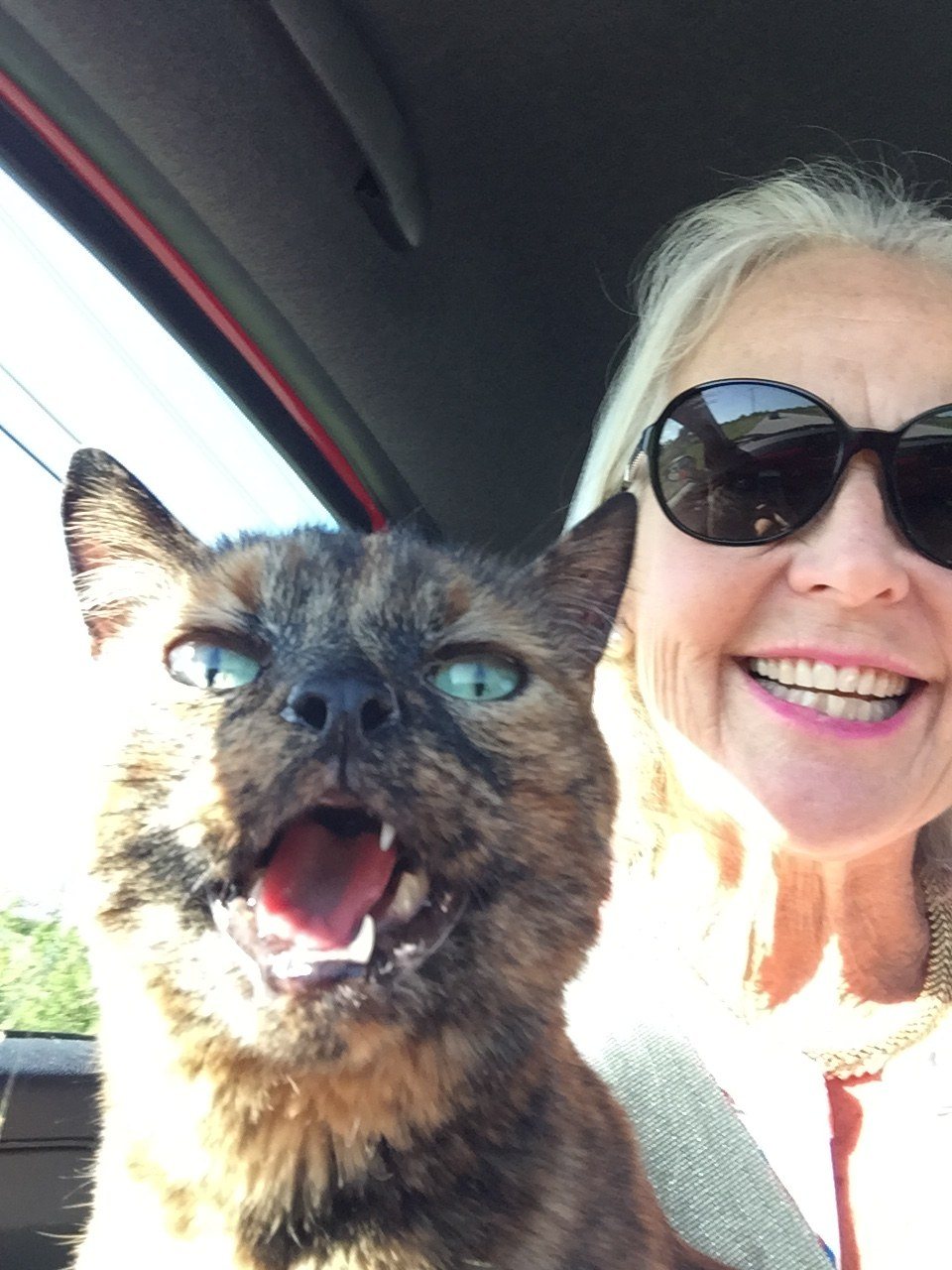 Catitude!