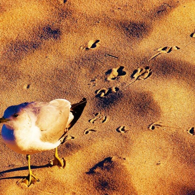 Sandy "webbed" Feet
