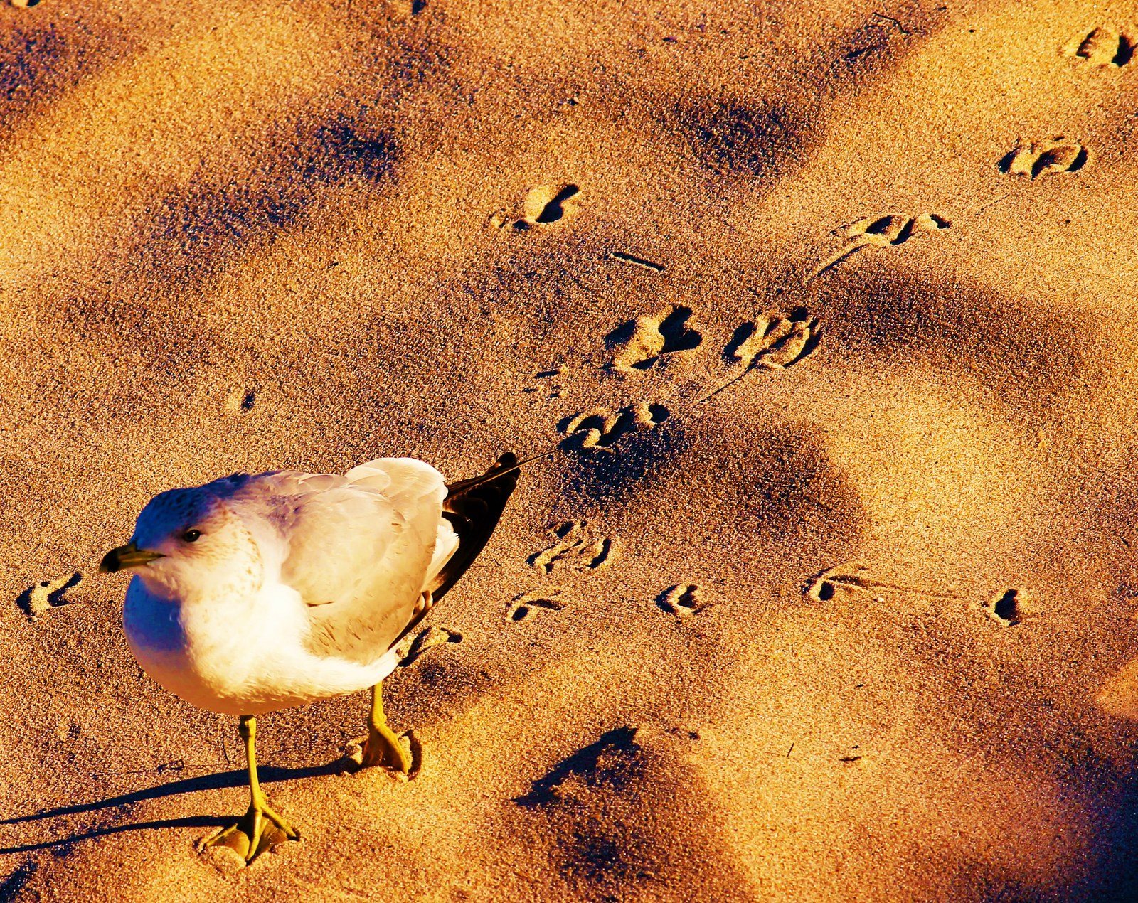 Sandy "webbed" Feet