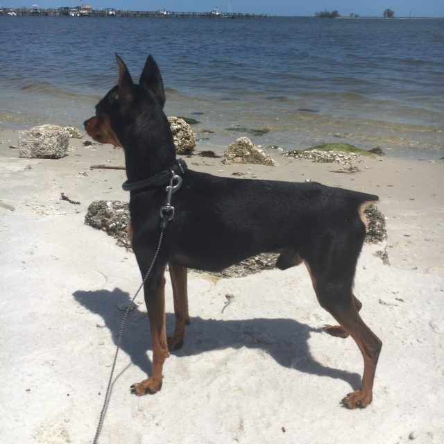 Mr.Bentley Attentitive Beach Watching