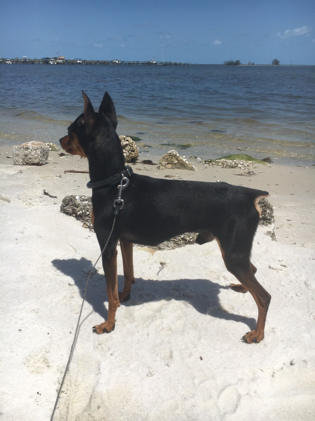 Mr.Bentley Attentitive Beach Watching