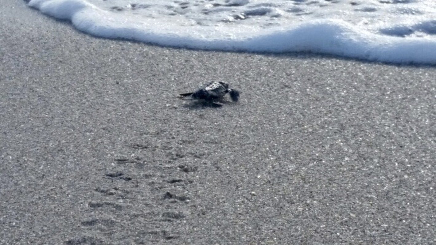 Lil Sandy Feet