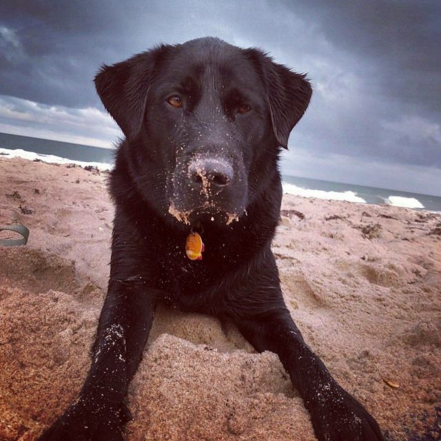 Salty Dog