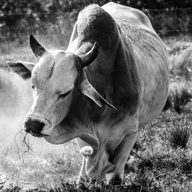 Shake It Off
