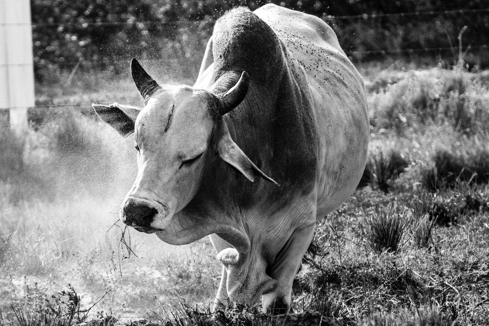 Shake It Off