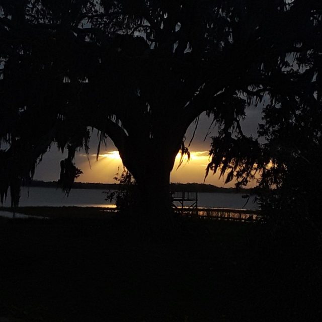 Tree At Sunset At Alligator Lake In St. Cloud