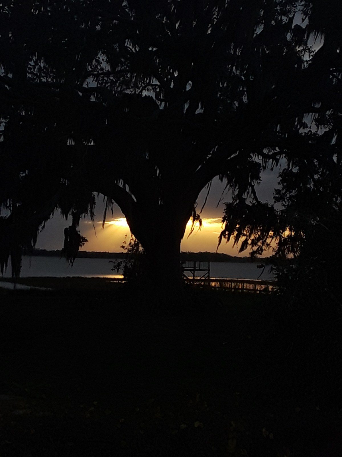Tree At Sunset At Alligator Lake In St. Cloud