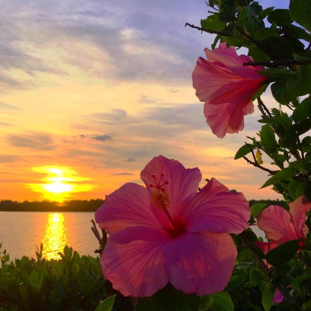 Hibiscus Sunset