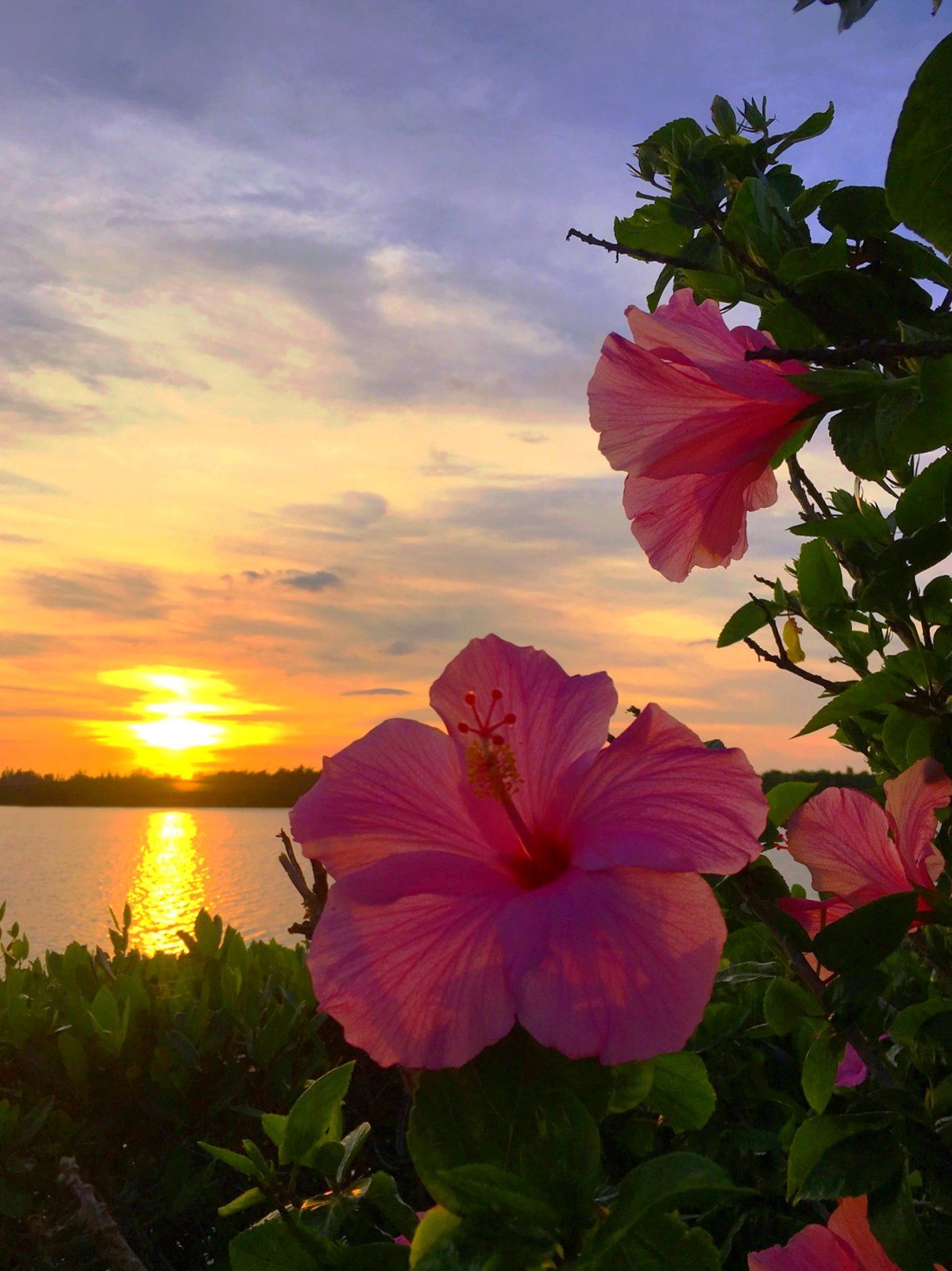 Hibiscus Sunset
