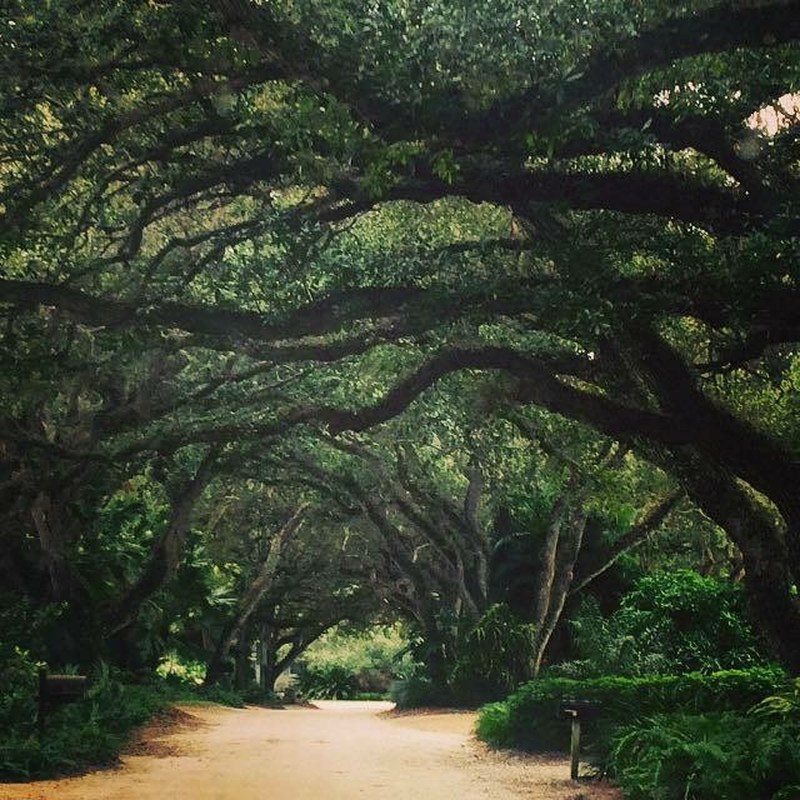 Ladybug Lane