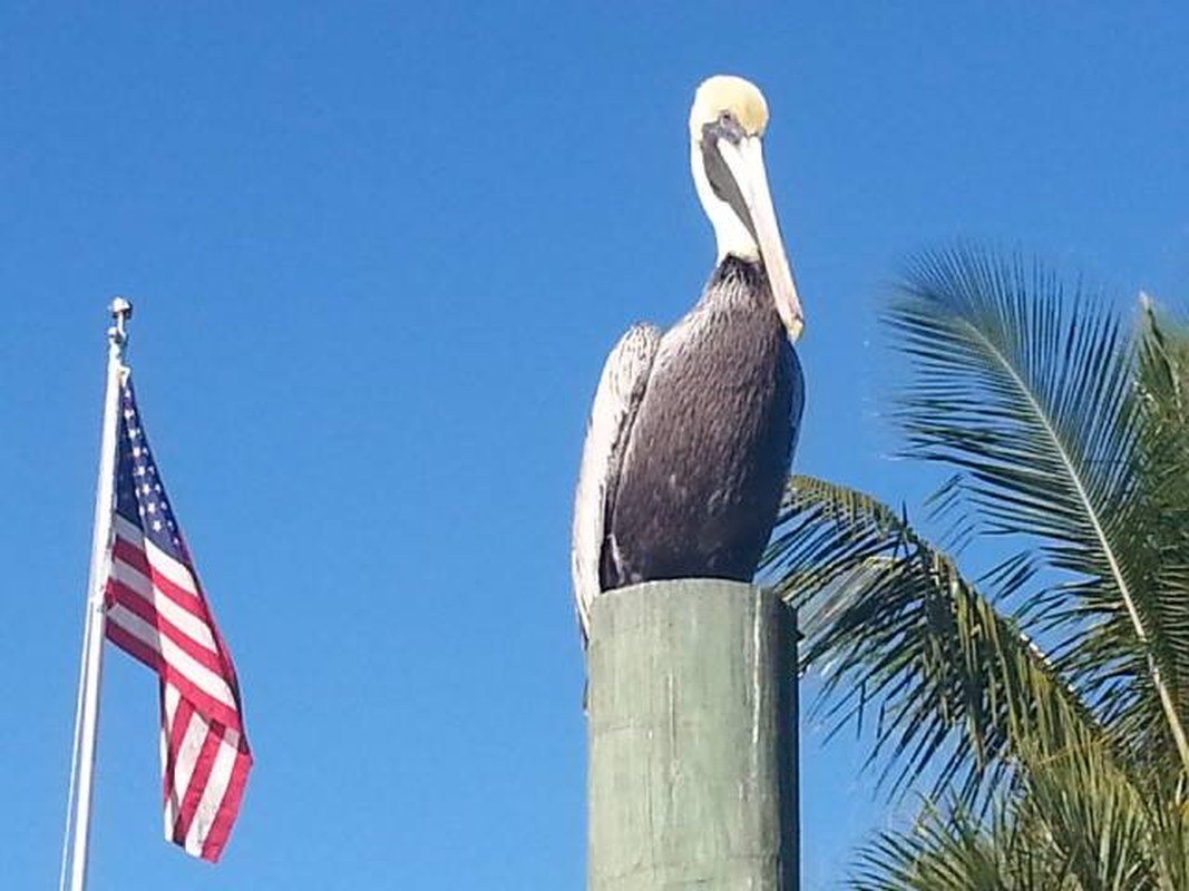 Patriotic Pelican